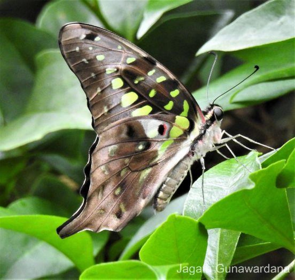 Graphium agamemnon Linnaeus, 1758